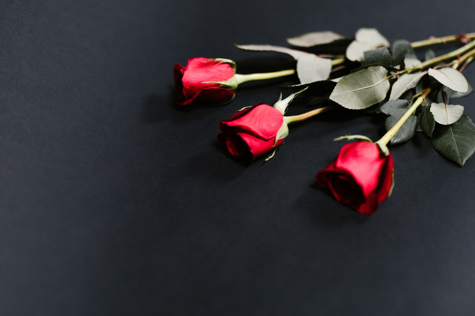 A red rose against a black background